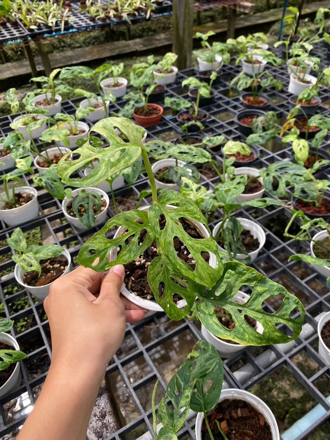 2株　Monstera Laniata Mottled　ラニアタ　モトルド 865」 Monstera Laniata Mottled モンステラ ラニアタ モトルド